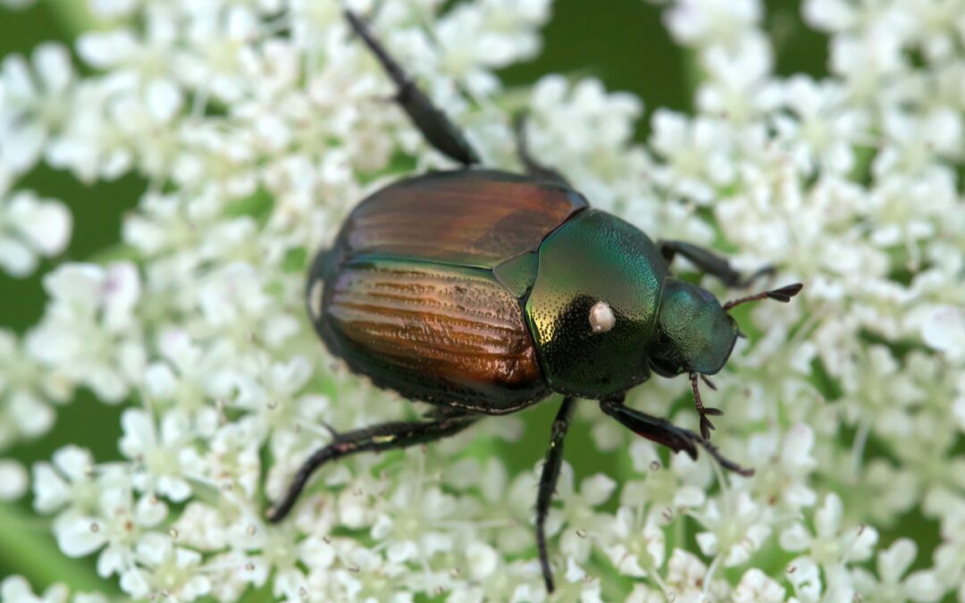 Japanese Beetles Are Emerging: Your Questions Answered