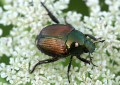 Japanese Beetles Are Emerging: Your Questions Answered