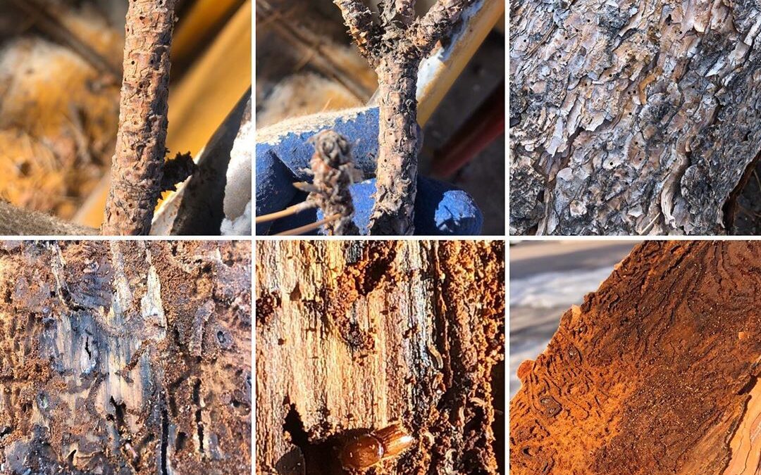 What are Ips beetles?
