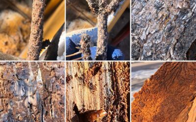 What are Ips beetles?