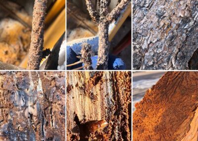 What are Ips beetles?