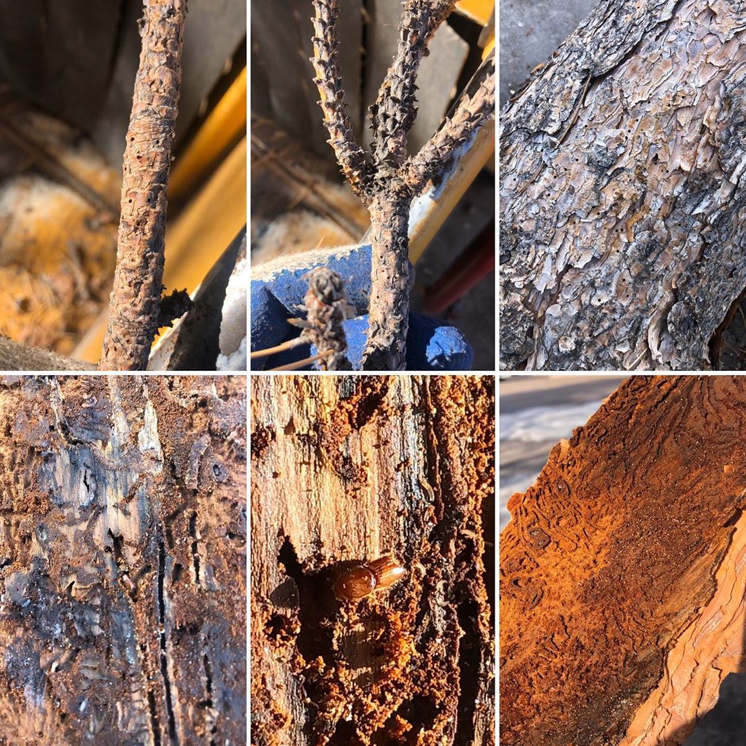 Photo collage of Ips beetle damage on bark and branches.