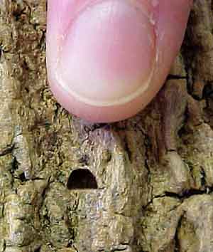 D-shaped-exit-holes Visible brown damage on tree leaves in south Denver, CO that requires urgent fire blight treatment.