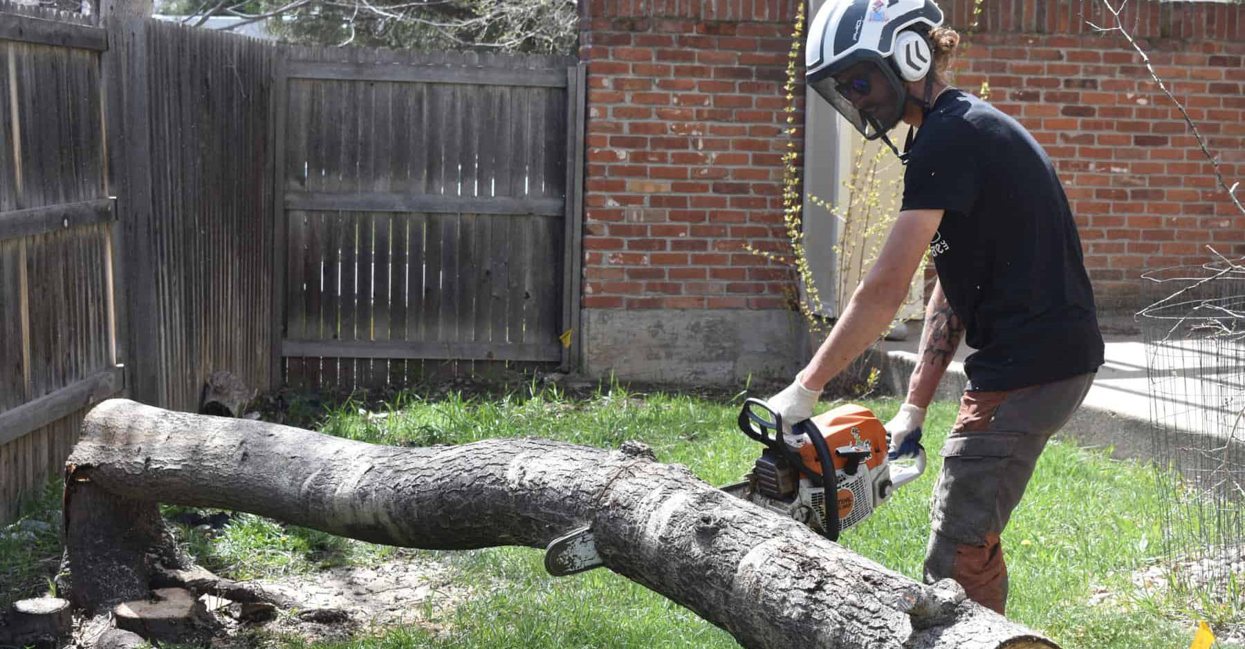 A long tree trunk being cut down in size by an arborist wielding a chainsaw during storm damage tree removal services in Denver, CO.