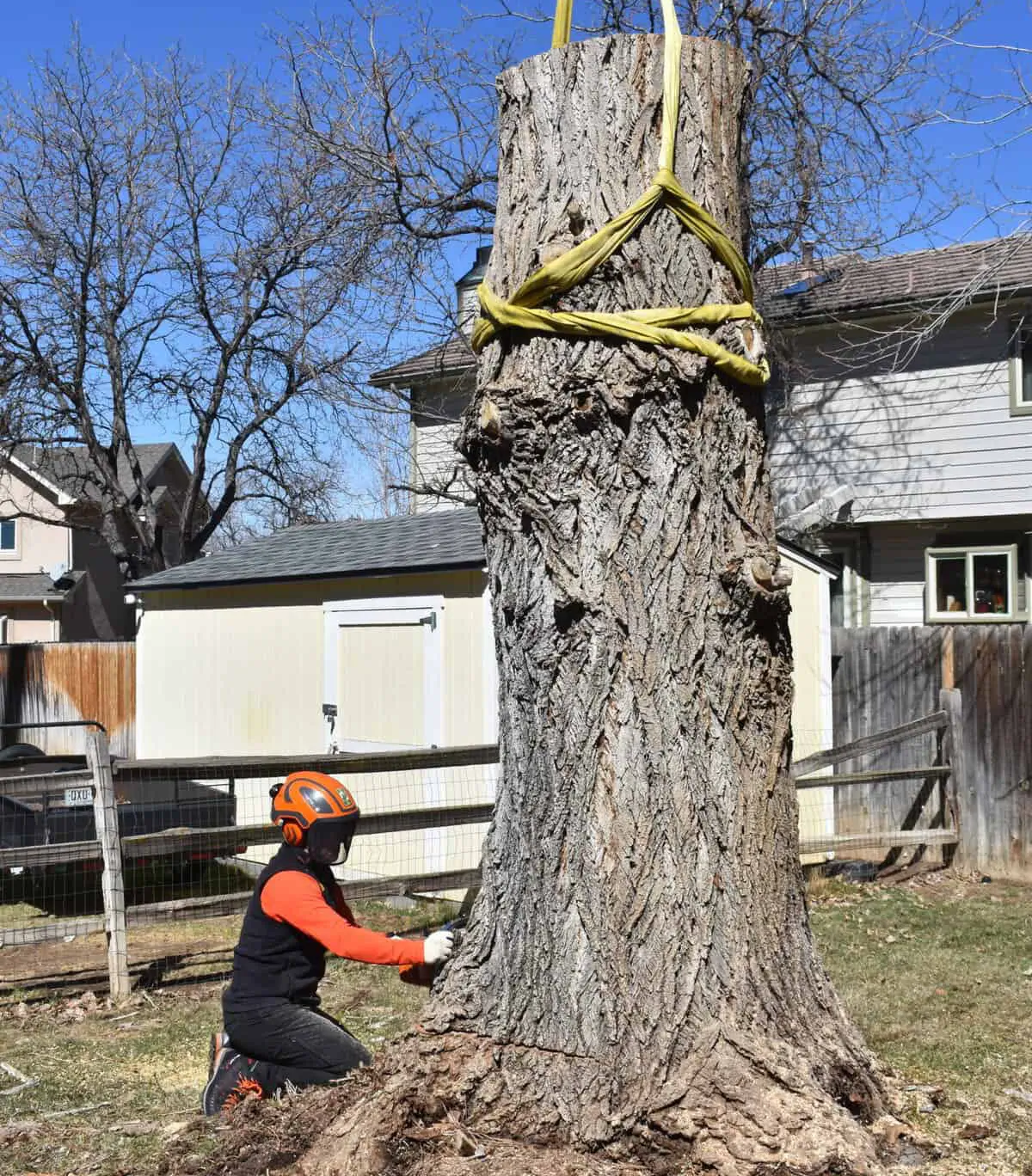 A trained arborist prepares a large tree trunk and stump for removal during storm damage tree removal services in Denver, CO.