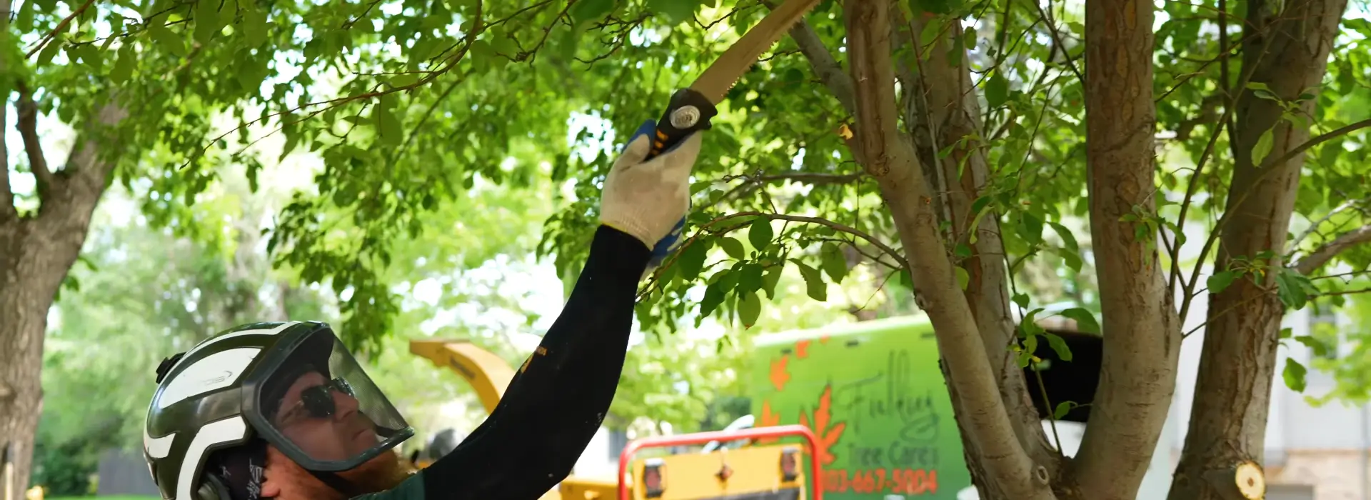 What’s Involved With Professional Tree Trimming Services