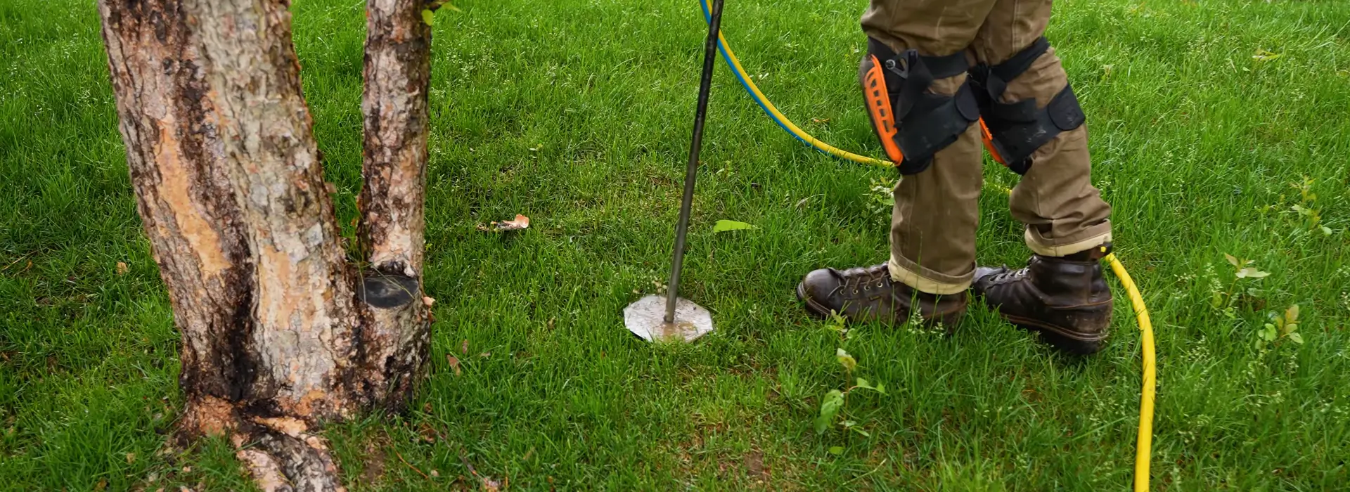 When to Apply Tree Fertilizer