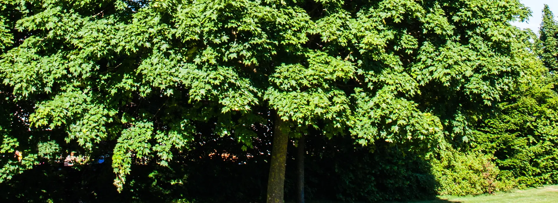 Diseases and Pests for Ash Trees