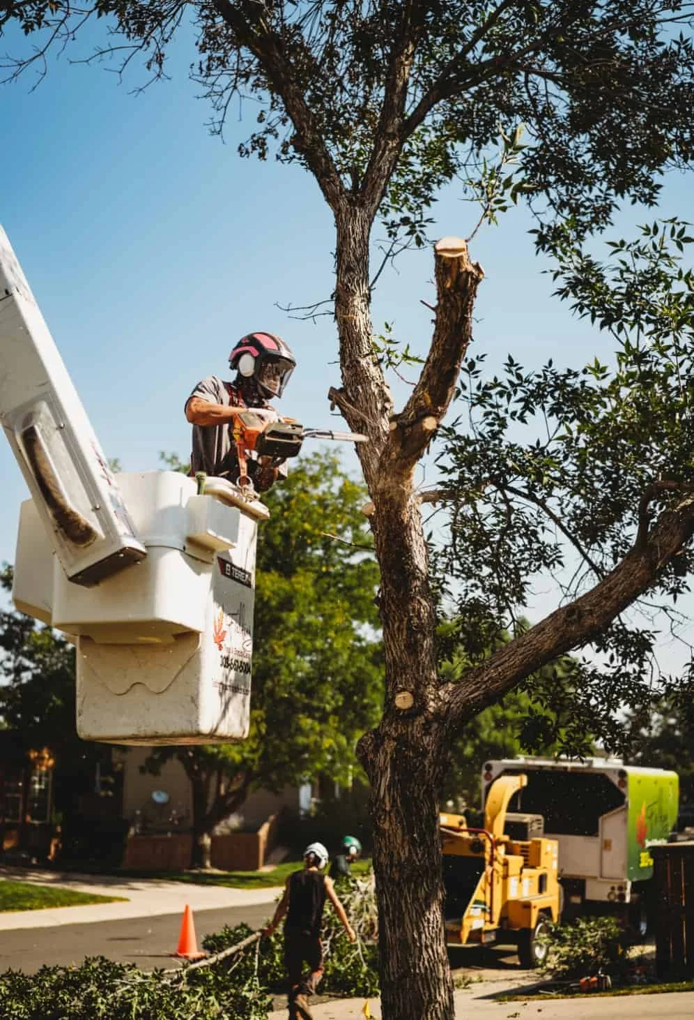 The Tree Services and Tree Removal Company You Can Trust