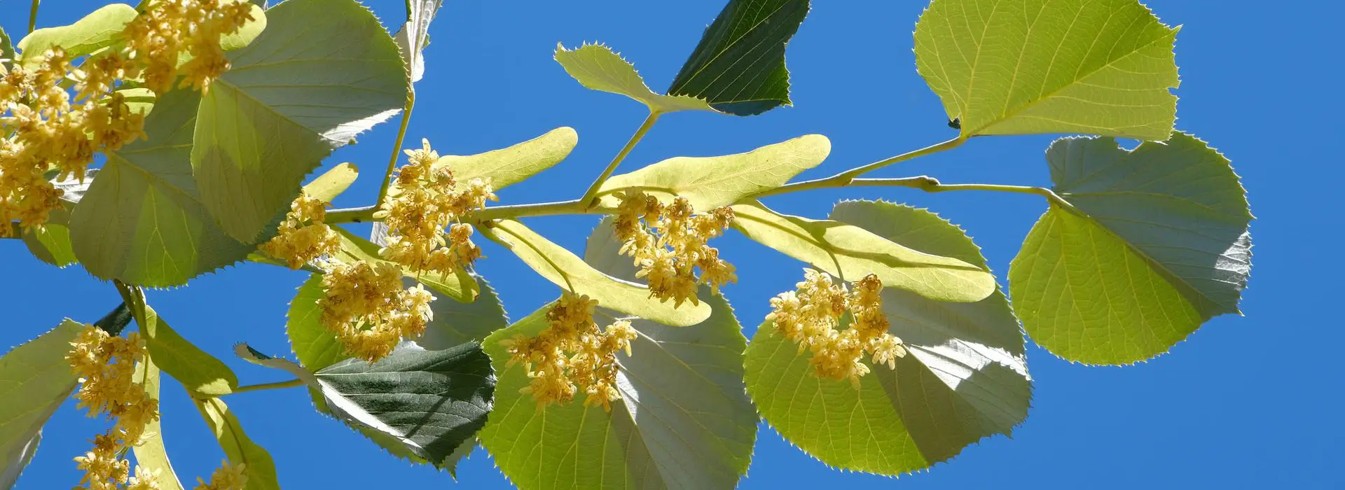 Linden tree with green leaves and a blue sky